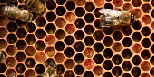 Honigbienen auf einer Wabe mit Wachs und Honig