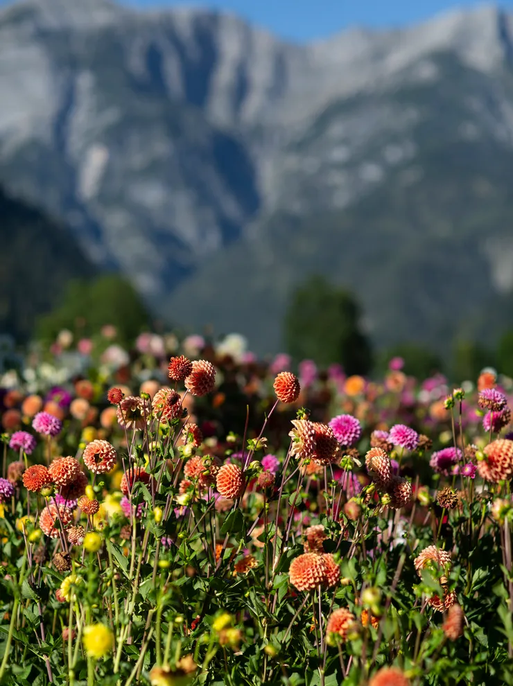 Bunte Dahlien blühen in einer Bergwiese unter klarem blauen Himmel