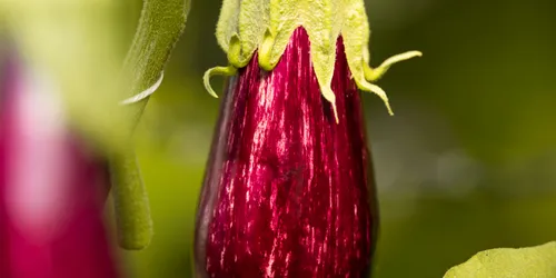 Reife gestreifte Aubergine wächst an der Pflanze mit grünem Hintergrund