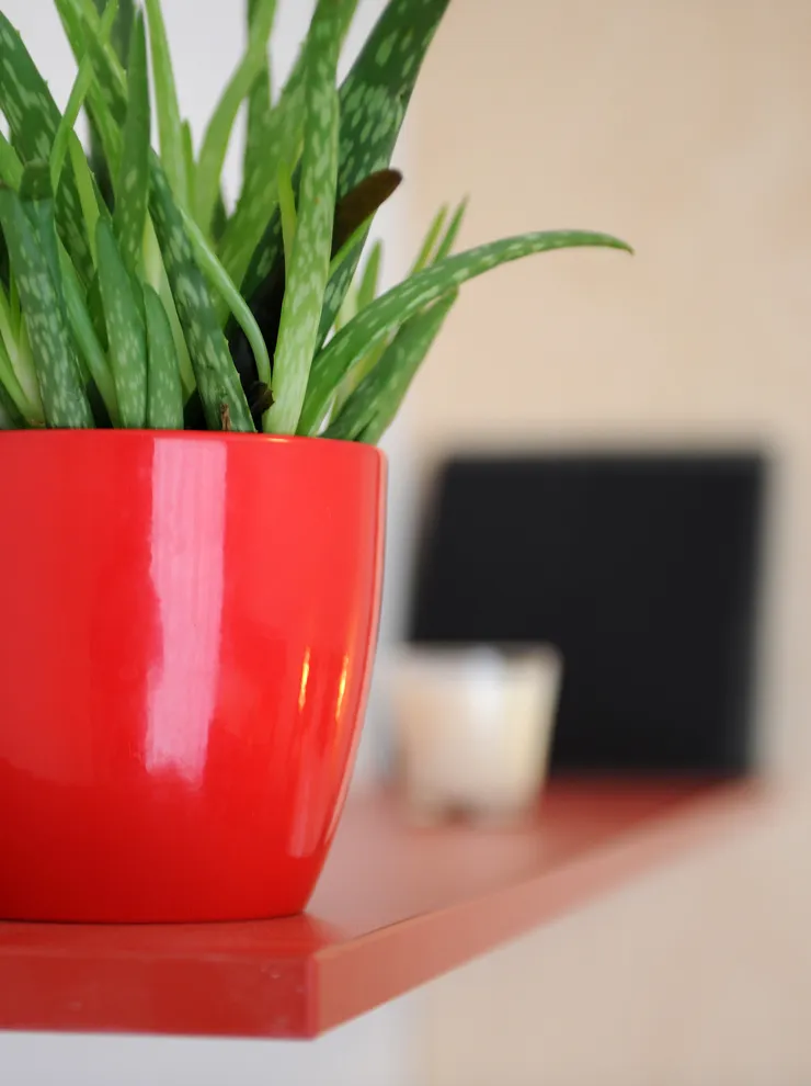 Aloe vera plant in red flowerpot on red shelf in modern interior setting