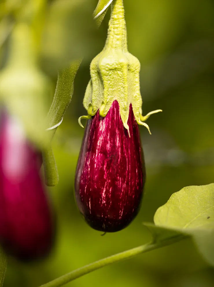 Ripe striped eggplant growing on plant with green leaves
