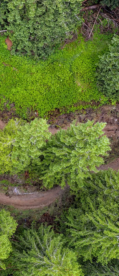 Aerial view of winding mountain bike trail through dense green forest with riders