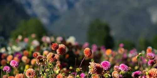 Bunte Dahlien blühen in einer Bergwiese unter klarem blauen Himmel