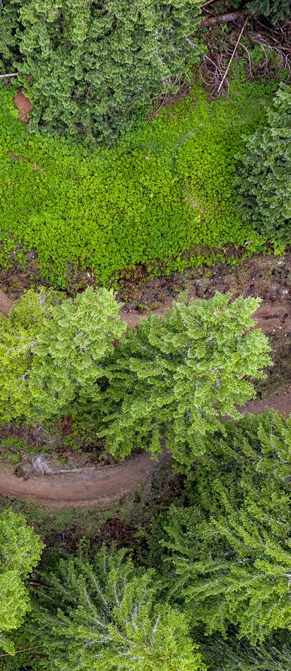 Luftaufnahme eines kurvigen Mountainbike-Waldwegs mit Fahrern zwischen grünen Bäumen