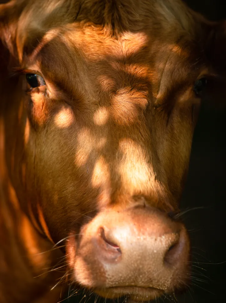 Close-up of a brown cow's face dappled with sunlight through tree leaves