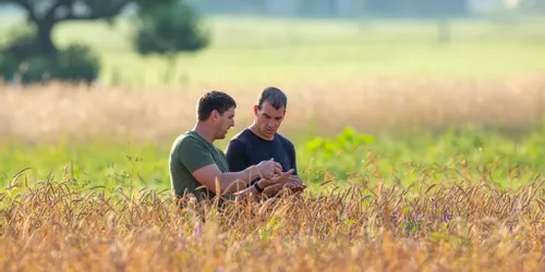 Zwei Landwirte begutachten Getreidepflanzen auf einem Feld im Morgenlicht