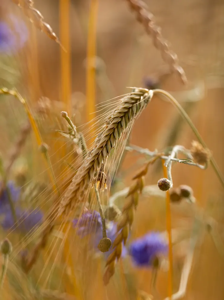 Nahaufnahme einer reifen Weizenähre im Feld mit unscharfen violetten Wildblumen