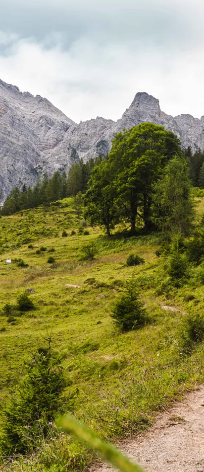 Wanderer auf einem Pfad durch grüne Alpenlandschaft mit Bergpanorama