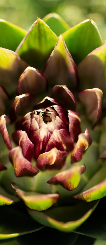 Close-up of an artichoke flower bud with green and purple leaves