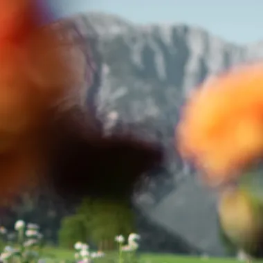 Buntes Dahlienfeld in voller Blüte mit Bergkette im Hintergrund