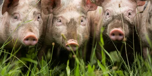 Drei Ferkel stehen dicht beieinander im grünen Gras auf einem Bauernhof