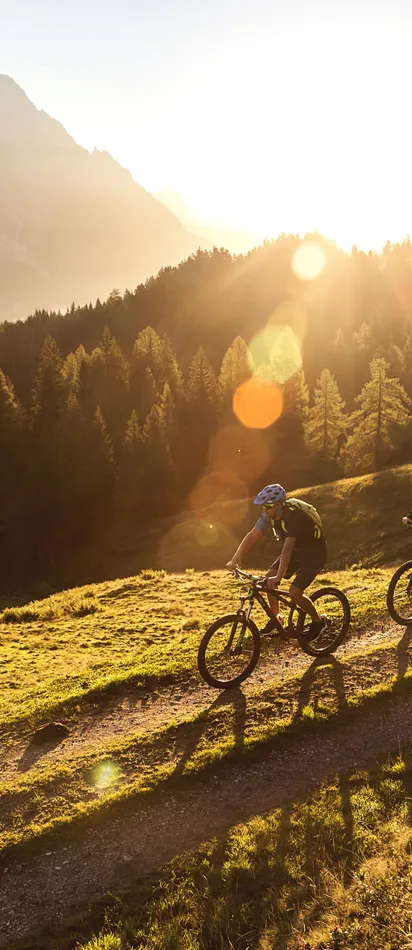 Mountain bikers riding a trail at sunset through scenic alpine landscape with pine trees
