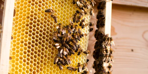 Honigbienen sammeln sich auf einem Holzrahmen mit Waben im Bienenstock