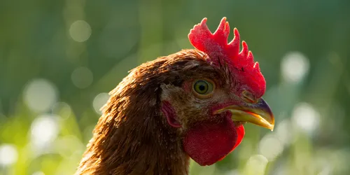 Braunes Huhn mit rotem Kamm im sonnenbeschienenen grünen Gras