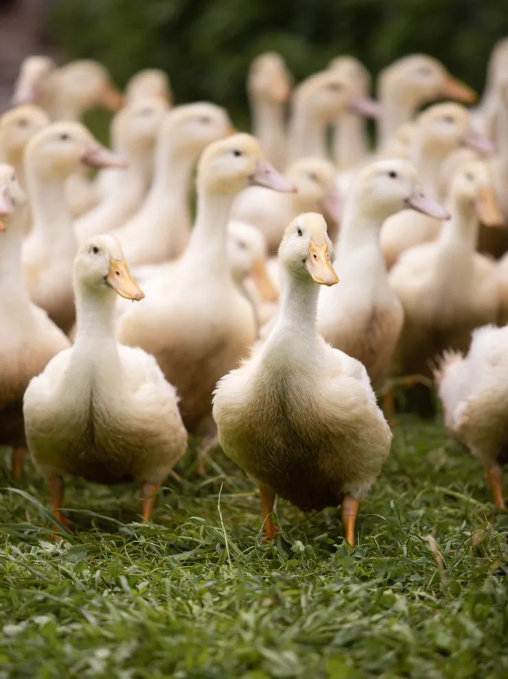 Gruppe weißer Enten steht auf grünem Gras auf einem Bauernhof