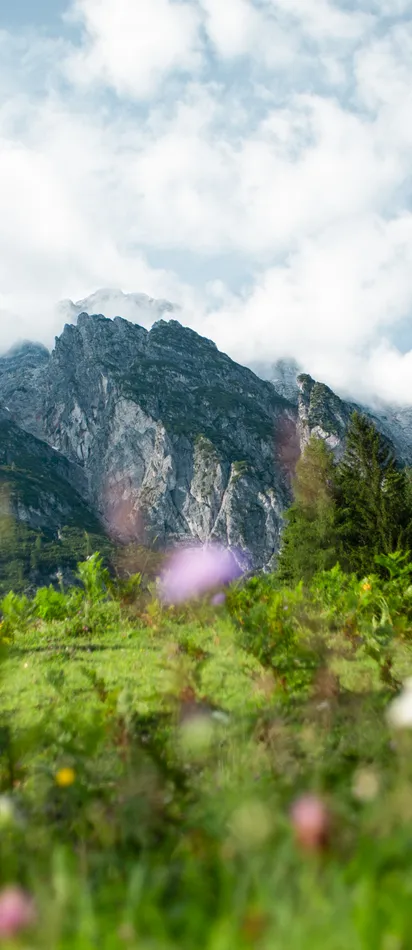 Alpines Gebirge mit felsigen Gipfeln, grünem Wald und Wildblumen im Vordergrund