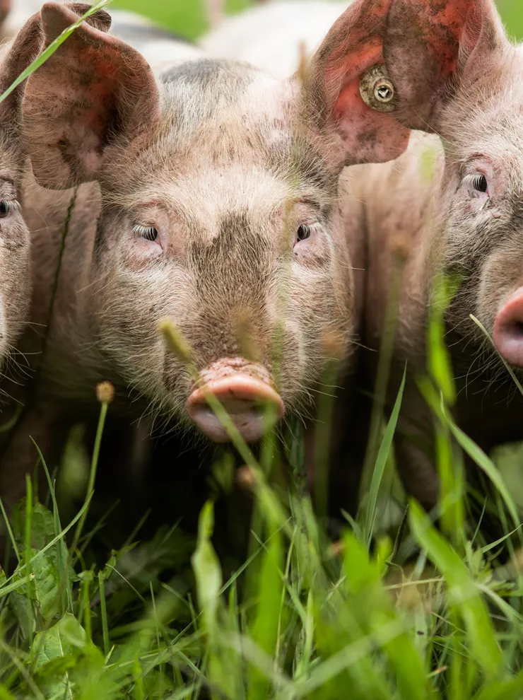 Gruppe junger Schweine steht im hohen grünen Gras auf einem Bauernhof