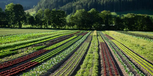 Bunte Gemüsereihen auf einem Bio-Bauernhof mit bewaldeten Bergen im Hintergrund