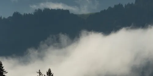 Dichter Morgennebel steigt durch den Pinienwald in alpiner Berglandschaft auf