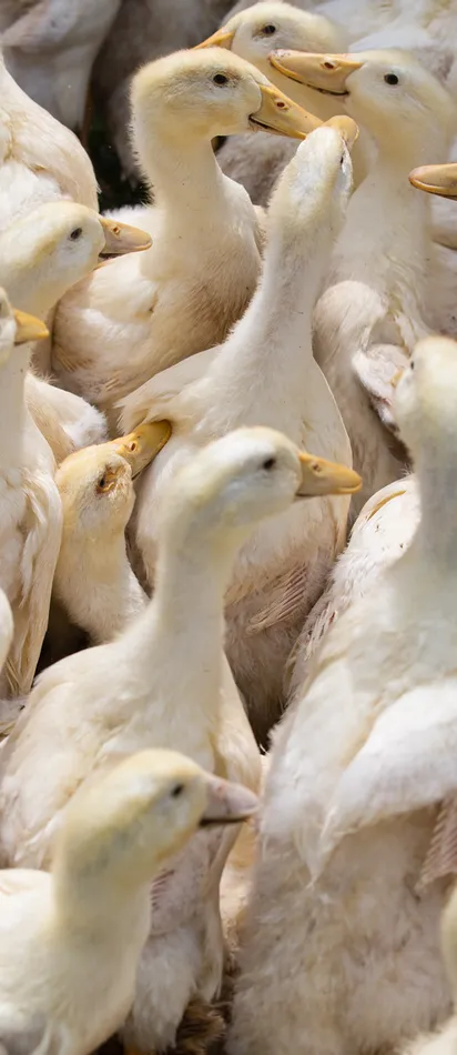 Gruppe weißer Entenküken dicht gedrängt auf einem Bauernhof