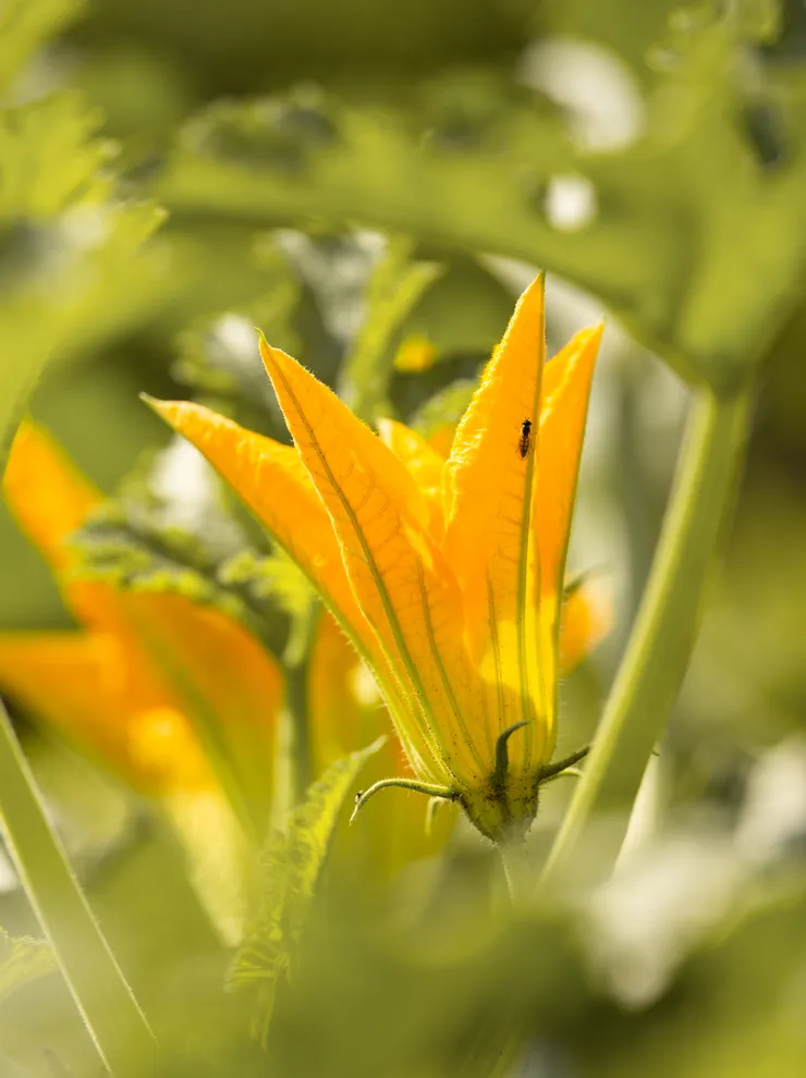 Bright yellow zucchini flower in sunlight with a small insect on the petal