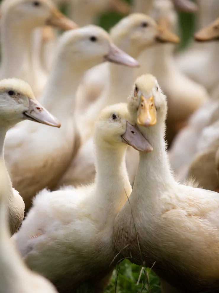 Gruppe junger Enten mit weißem Gefieder auf einer Wiese