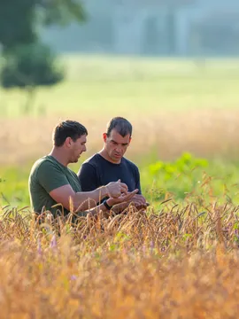 Two farmers discussing crops in a wheat field on a sunny day