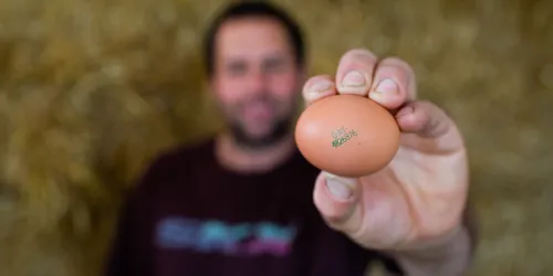 Landwirt hält ein braunes Ei mit Code vor Heuhintergrund