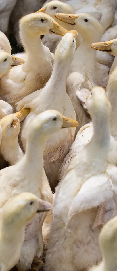Group of white ducklings gathered closely together on a farm
