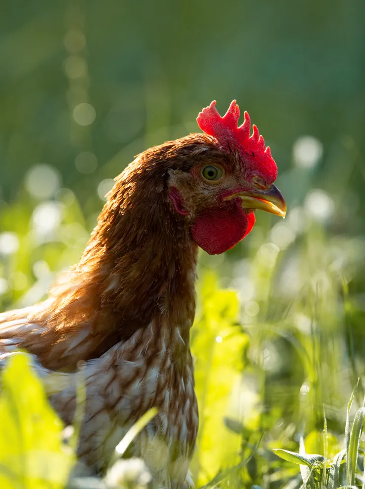 Free-range brown chicken in green grass with sunlight in the background