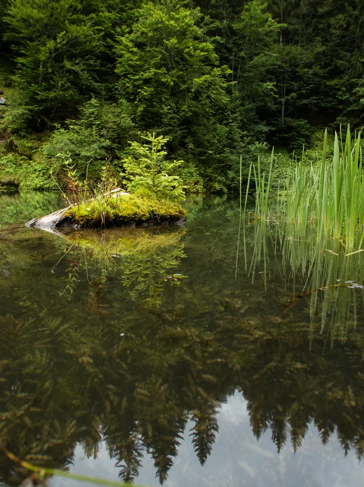 Ein See im grünen Wald
