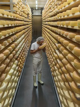Cheese aging room with worker inspecting round cheese wheels on metal shelves