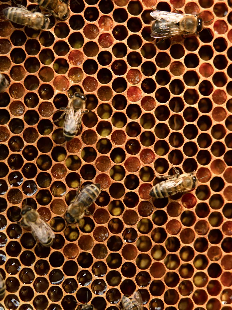 Honigbienen auf einer Wabe mit Wachs und Honig