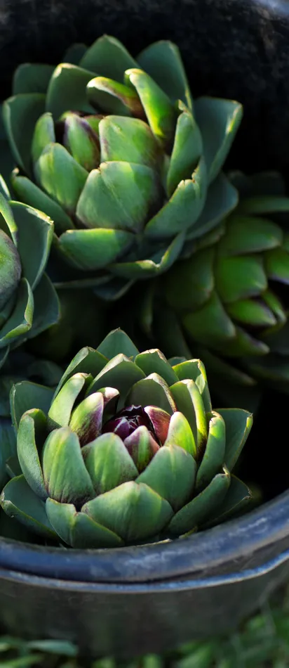 Fresh artichokes in a black bucket placed on green grass outdoors