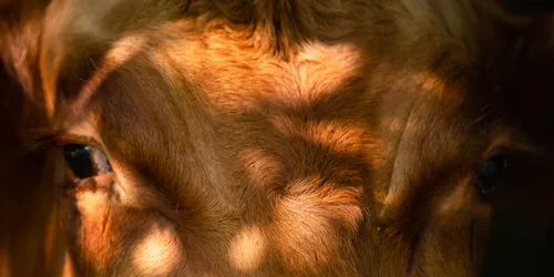 Gesicht einer braunen Kuh im gefleckten Sonnenlicht mit Fokus auf Augen und Nase